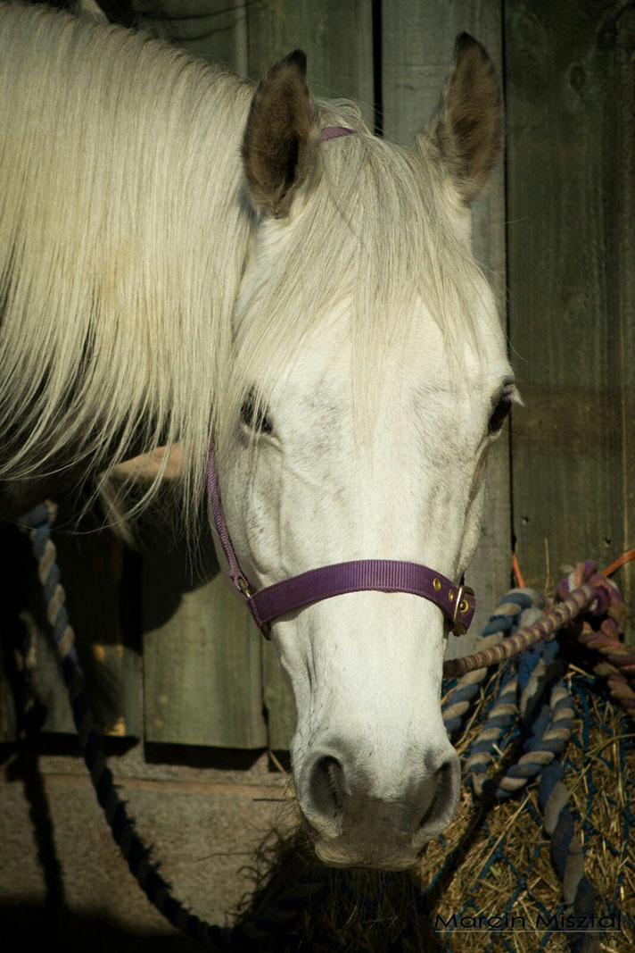 white horse