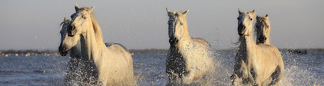 Horses galloping through water